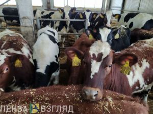 В Пензенской области выросли надои молока на одну корову
