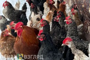 За 1 квартал в Пензенской области отгрузили пищевые продукты на 43,6 млрд рублей