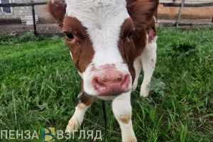 В Пензенской области раскрыли преступление о похищенном теленке