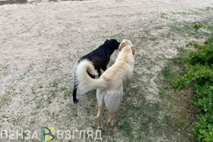 Бастрыкин контролирует дело о нападении собак на женщину с ребенком в Пензе