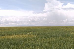 Голова у детей, ноги у взрослых – названы типичные места укусов клещей