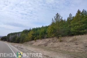В Сосновоборском районе пройдет профессиональный фестиваль «Лесные горизонты»