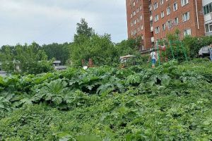Для владельцев дачных участков и земель ввели фиксированный штраф - заплатить придется за одно растение