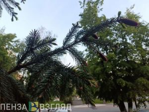 В Пензенской области 17 мая воздух прогреется до +25 градусов