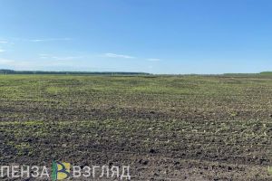 В Пензенской области посевы от заморозков спасали горячим туманом и сеном