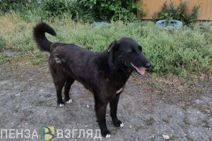 С начала 2025 года в Пензенский области зафиксировано 12 случаев бешенства