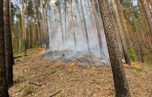 В двух районах Пензенской области ликвидировали лесные пожары