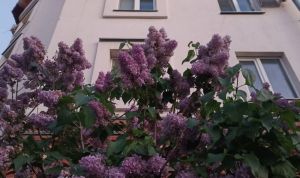 Раствор творит чудеса: соседи позавидуют пышно цветущей сирени
