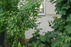 На улице Ворошилова в Пензе найден мертвый мужчина