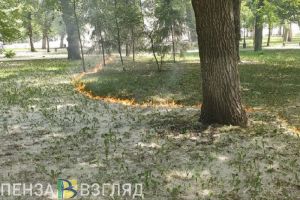 В сквере в центре Пензы загорелся тополиный пух