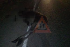 Лося сбили насмерть на дороге в Пензенской области