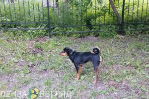 В Пензе прокуратура проводит проверку по нападению собаки на 3-летнего мальчика