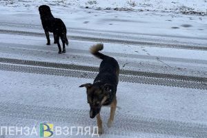 УЖКХ города Пензы заплатит 50 тысяч рублей за укушенного собакой ребенка
