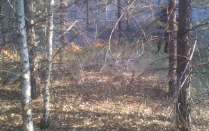 В Бессоновском районе потушили лесной пожар
