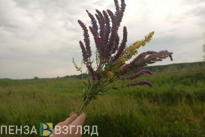 Дожди, грозы и +25 градусов тепла прогнозируют в Пензенской области 16 июня