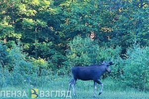 Житель Пензенской области заплатит 80 тысяч рублей за убийство лося