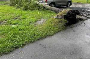 На улице Мира в Пензе дерево рухнуло на автомобили