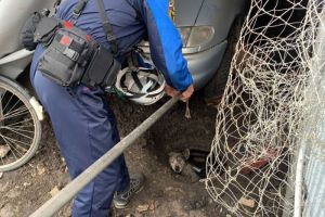 В Пензе собаку спасли из канализационного колодца