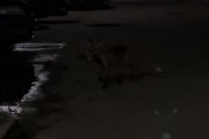 Лиса загрызла котенка во дворе одного из домов в Заречном