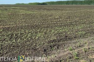 В Вадинском районе прокуратура выявила нарушения на скотомогильнике