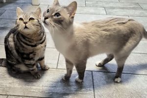 Осторожно, кошка в доме: как домашний питомец может повлиять на психическое здоровье