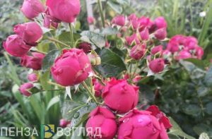 За месяц из Пензенской области экспортировали 248 тыс. цветов и бутонов