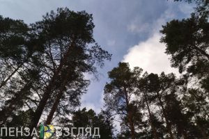 Пензенцам ответили на вопрос о дороге через Ахунский сосновый бор