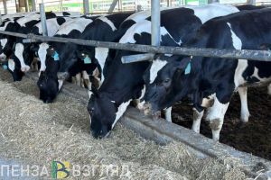 В Пензенской области производство молока в 2025 году выросло на 22,6%