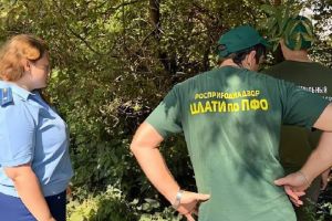 В Пензе проводят проверку по информации о разливе канализационных стоков в Заре