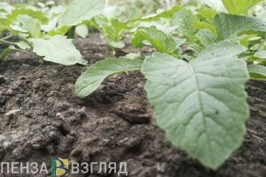 В Бессоновском районе посадка чеснока завершилась поездкой в больницу