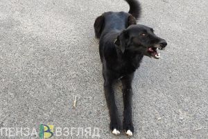 В Пензе ищут водителя, сбившего собаку
