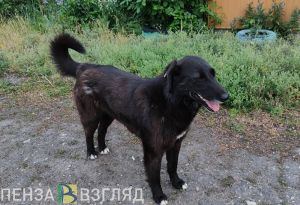 В Кузнецке за год произошло 34 нападения бродячих собак на людей