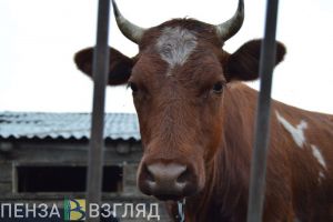 В Пензенской области ветврача подозревают в получении взятки и служебном подлоге
