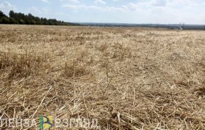 В Сердобском районе собрали 118,2 тыс.тонн зерновых и зернобобовых
