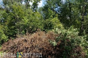 В Пензенской области восстанавливают дендрарий имени Морозова