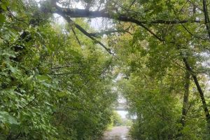 На дорогу к спасателям пензенского района Шуист «падают деревья»