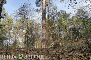 В Пензенской области сняли видео с гуляющим по лесу бурым медведем