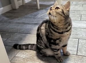 Почему кошка слизывает соус или желе из влажного корма, а кусочки не ест - этому есть объяснение