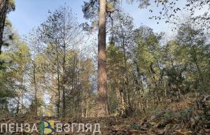 2 сентября пензенцев ждет до +27 градусов