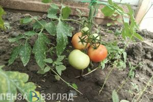 Пензенцам сообщили об «осенних» изменениях в расписании дачных автобусов