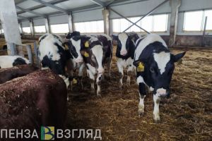 В Пензенской области готовятся продлить на полгода карантин по лейкозу КРС