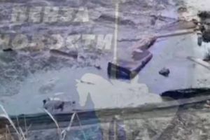 В Каменке собак спасли из разлитого битума