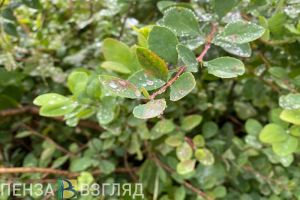 7 сентября в Пензенской области ожидается +24 градуса тепла