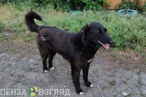 В селе под Пензой бродячие собаки загнали косулю