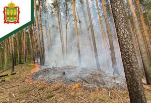 В Городищенском районе произошел лесной пожар
