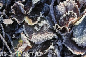 В ближайшие выходные в Пензенской области ударят заморозки