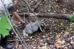 В Пензенской области сняли видео со спасенным от браконьера барсуком