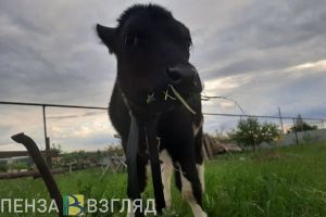 В двух населенных пунктах в Пензенской области объявлен карантин по бешенству