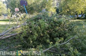 В Кузнецке опиловка дерева-переростка может стоить до 200 тысяч рублей