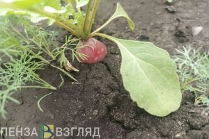 В Пензенской области аграриев с наибольшей урожайностью наградят премиями